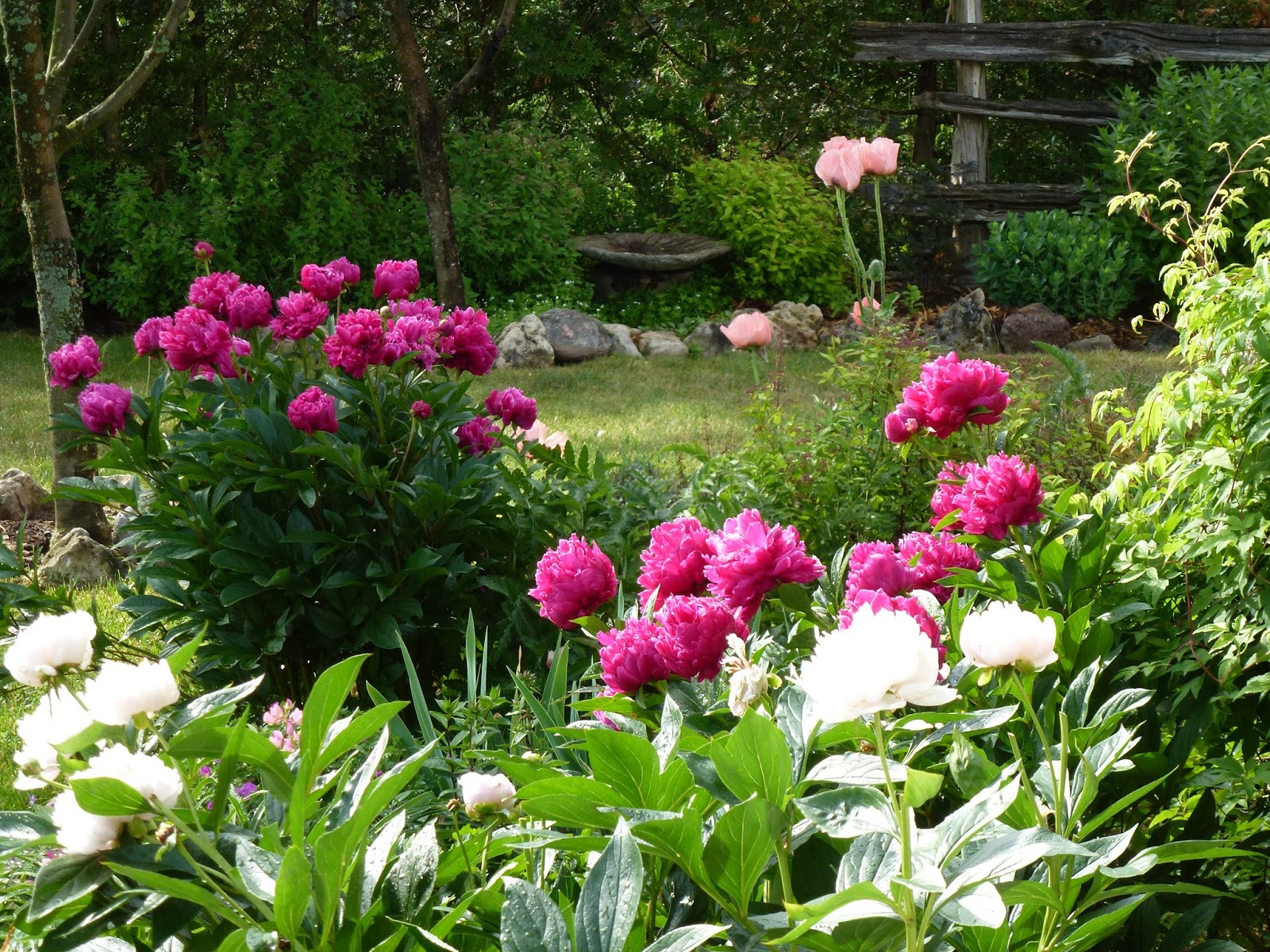 Blossom Hills The parade of peonies has begun! Come See!