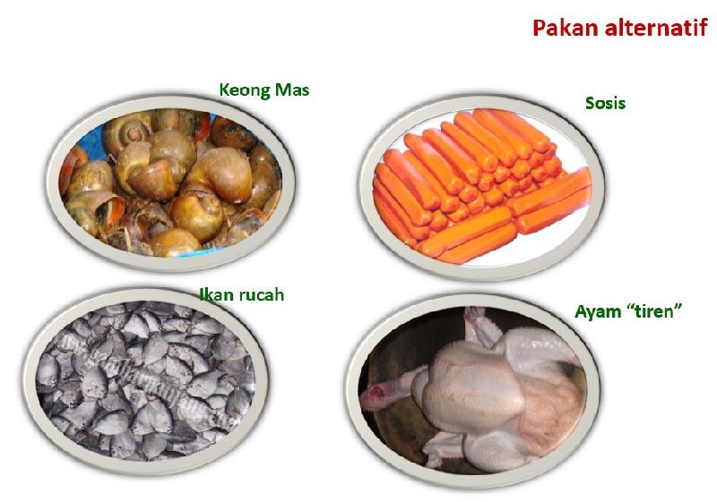 pakan bibit lele yang bagus untuk pertumbuhan berdasarkan umur pakan bibit lele yang bagus untuk pertumbuhan berdasarkan umur