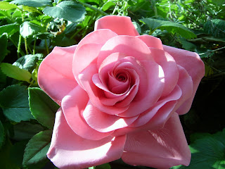 S4200193 Frau Rosenfräulein Mit Rosen Delikat Essen https://rosenprodukte.com zucker rosen