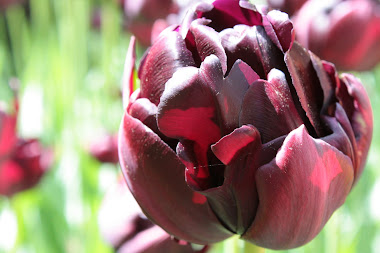 Tulp