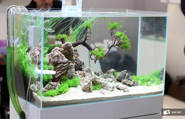 Aquascape mini di rumah