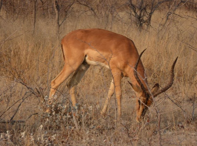 maschio di Impala all'Etosha