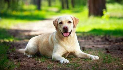Labrador retriever Labrador retriever