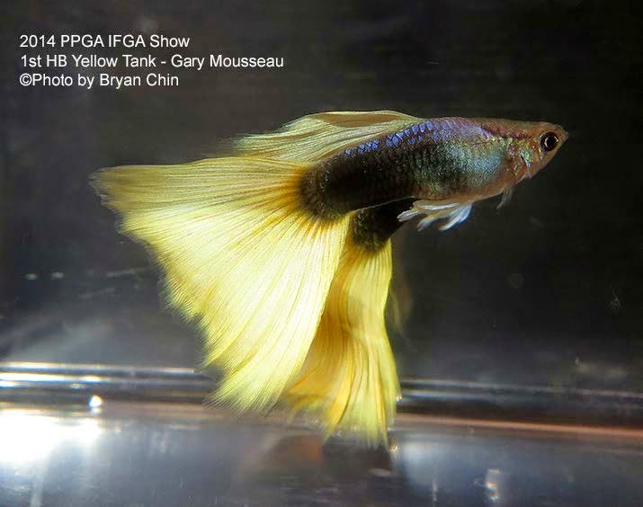Swordtail Guppies: A Discussion of the Micariff Phenotype ...