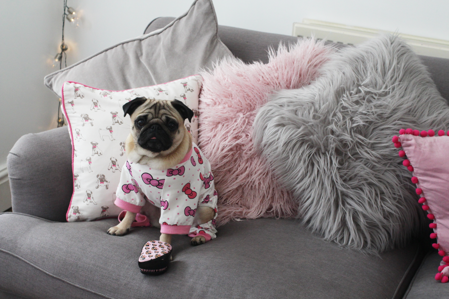 should i buy a pug tangle teezer pug should i buy a pug tangle teezer pug