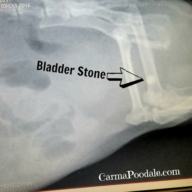 xray of bladder stone in guinea pig -Carma Poodale
