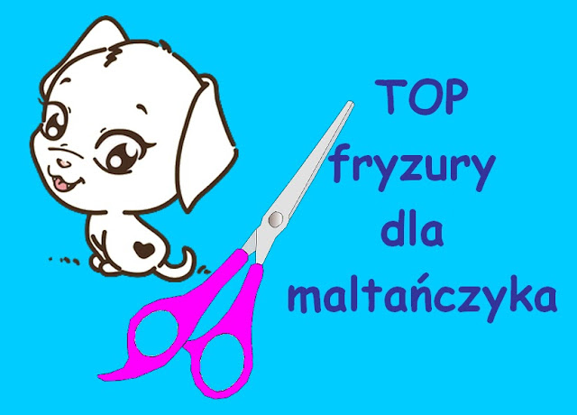 fryzury dla maltańczyka