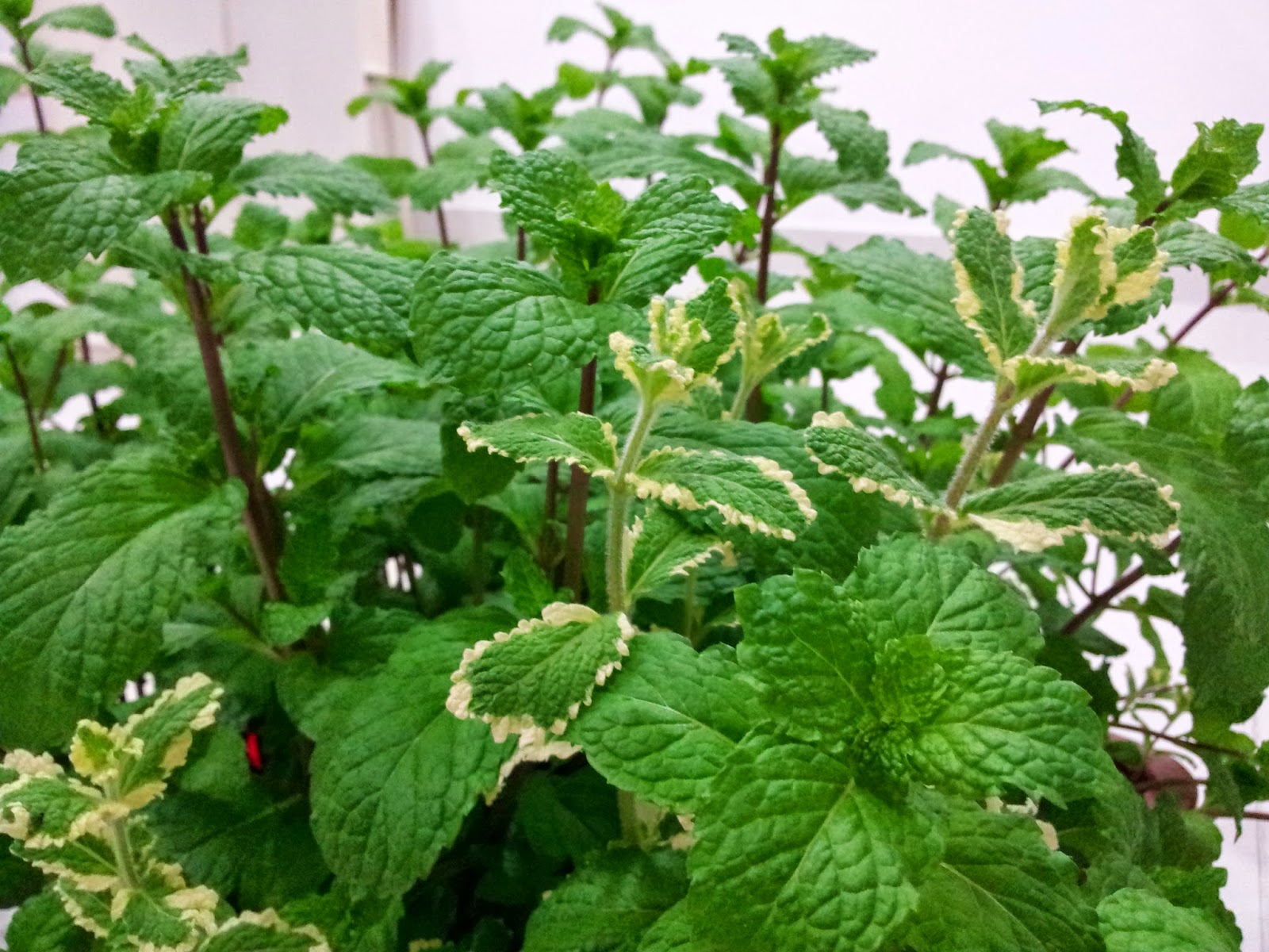 EDIBLE GARDEN LANDSCAPE Mint Leaf