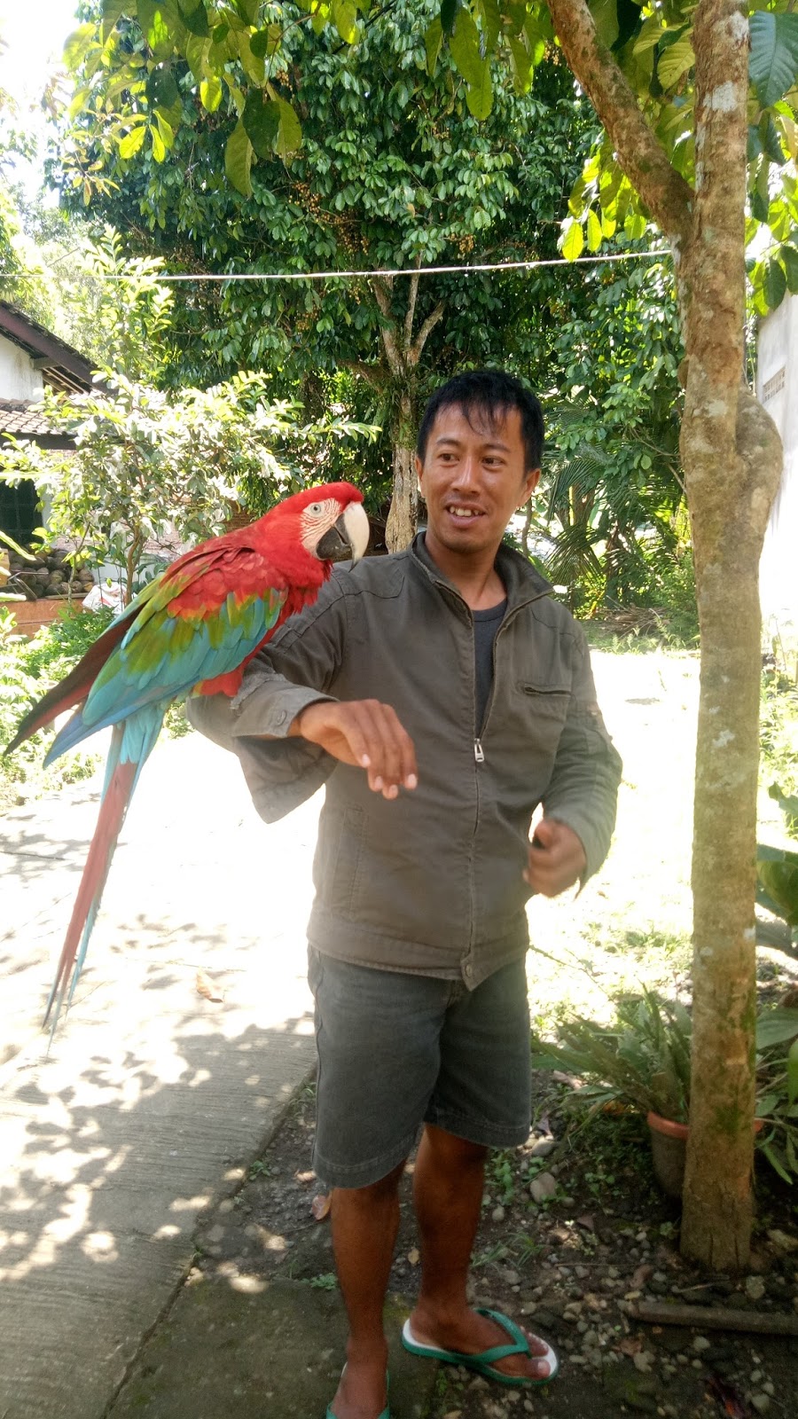 Burung Macaw Smoking