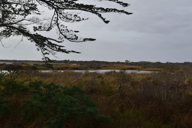 dune grass and swamp