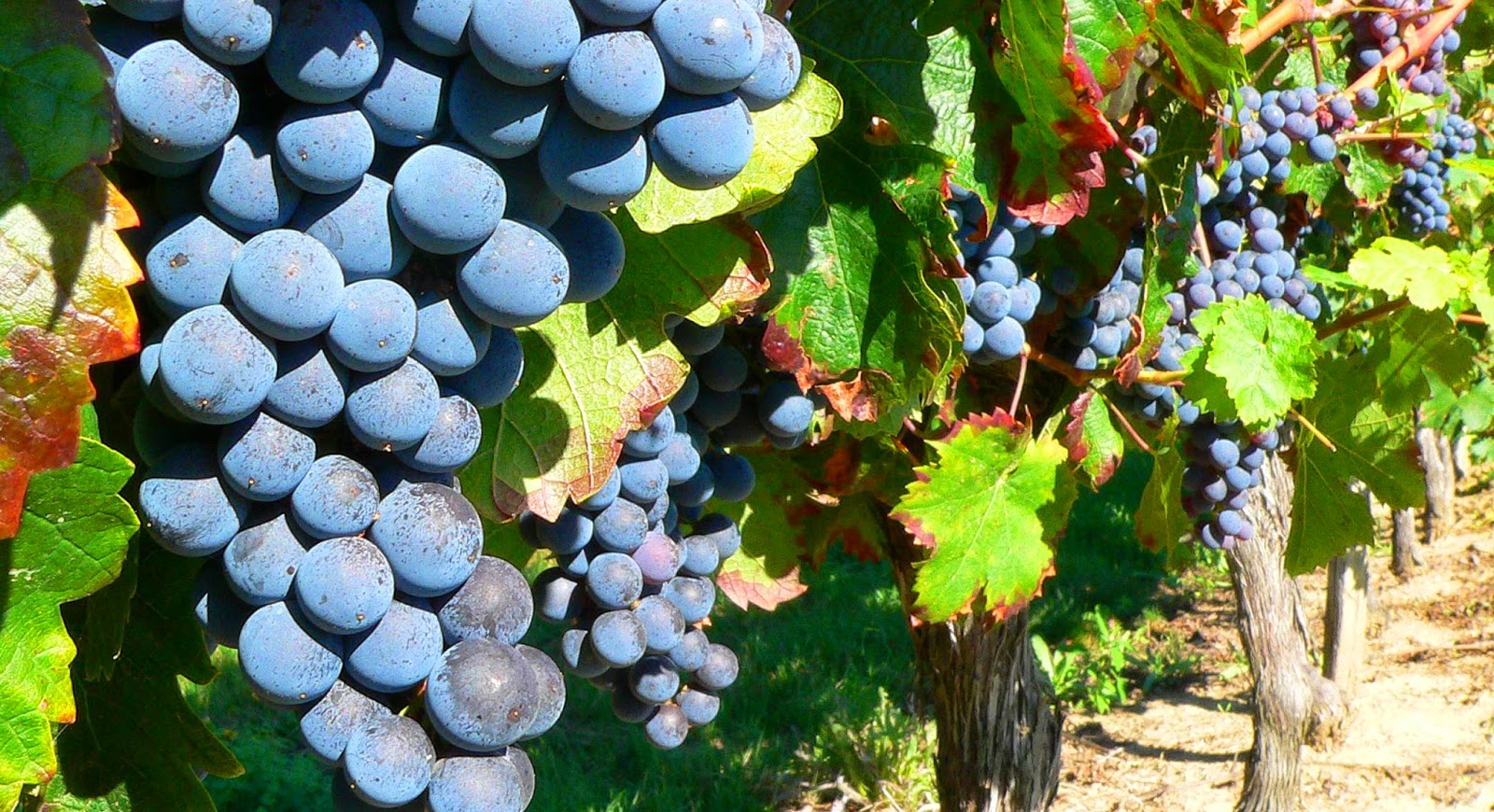 Wine101 Halal Wines? Wine Talk Malaysia