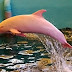 Делфин се "изчервява" от яд или срам (видео)