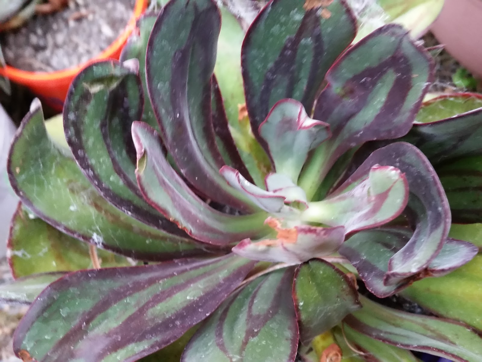 Elves Haunt Echeveria Nodulosa Painted Lady Propagation