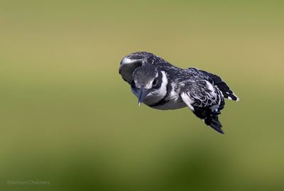 Canon EOS 7D Mark II AF System Application For Birds in Flight Photography Canon EOS 7D Mark II AF System Application For Birds in Flight Photography
