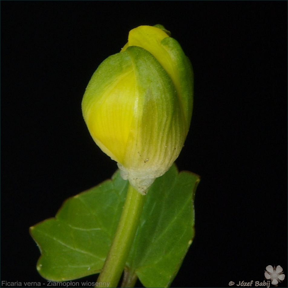 Ficaria verna - Ziarnopłon wiosenny pąk kwiatowy