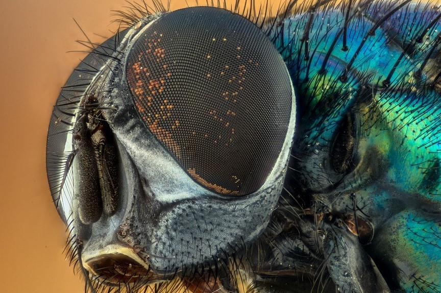 Mata Serangga Memiliki Resolusi Lebih Tinggi