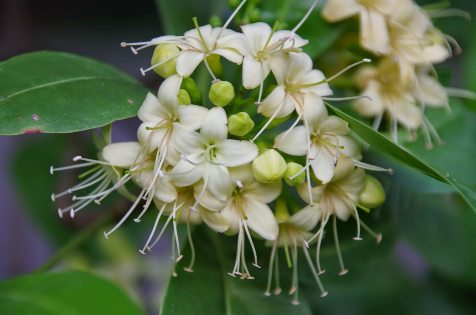 Trees and Plants: Tembusu