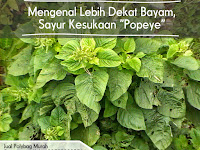 Mengenal Lebih Dekat Bayam, Sayur Kesukaan "Popeye"