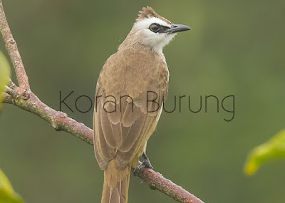 Cara Membedakan Burung Trucukan/Trocokan Jantan Dan Betina Cerukcuk sekarang termasuk burung yang ngetrend untuk di pelihara sebagai klangenan ataupun p Cara Membedakan Burung Trucukan/Trocokan Jantan Dan Betina