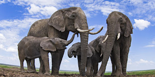elephant dream interpretation elephant dream meaning