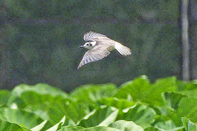 bird flying, water potato field, taro imo