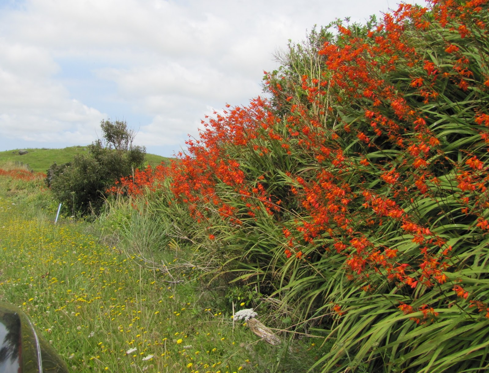 photographing New Zealand montbretia grow along the roadside