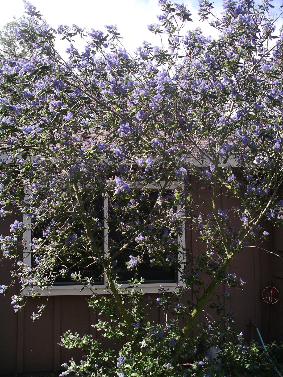 A California Native Plant Garden in San Diego County Lilacs and Manzanitas
