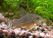 Jenis Ikan Corydoras sterbai