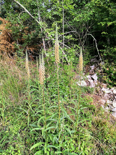 summer wildflower identification
