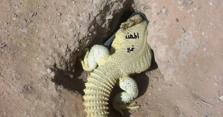 Tak Bisa Di Tangkis Kita Semakin Dekat Dengan Kiamat Setelah