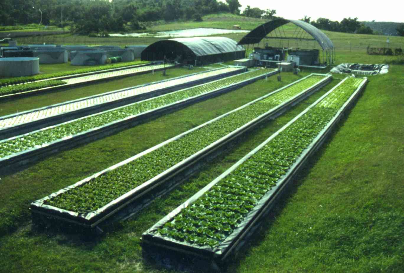 UVI Today: UVI Aquaponics System Featured on NPR in ...