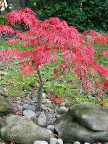 Acer palmatum Crimson Queen Japanese maple autumn colour by garden muses-a Toronto gardening blog