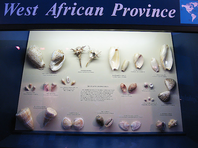 Shells From West Africa