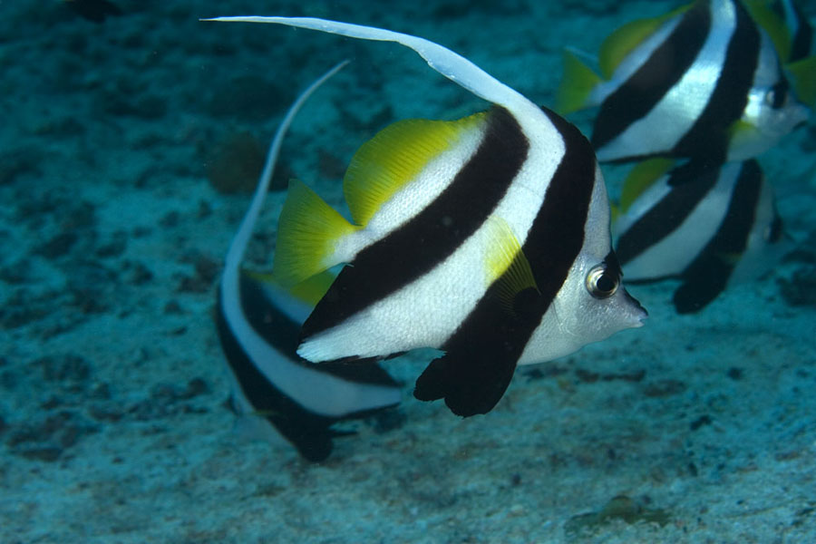 The Magic of Saltwater Fish: Heniochus