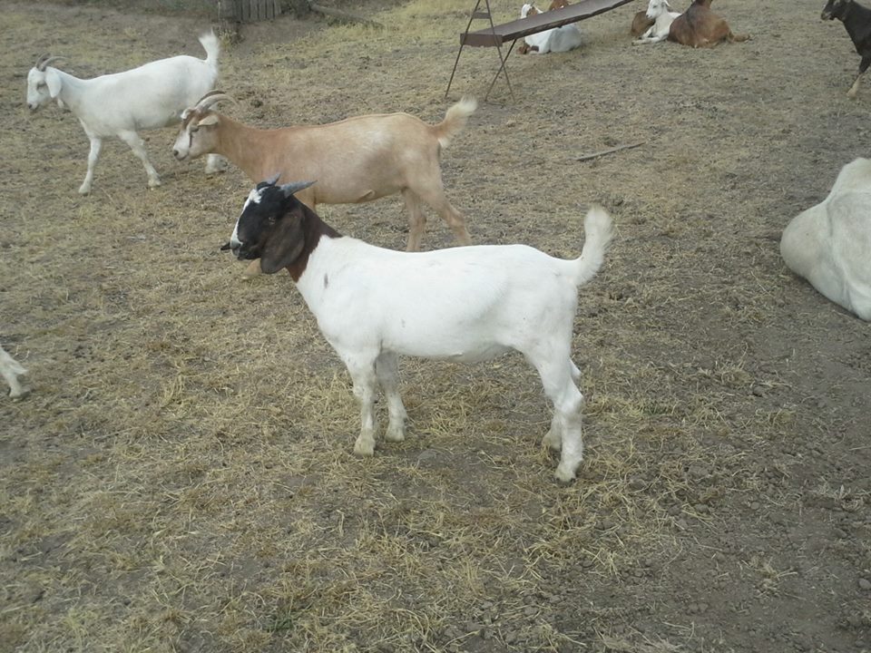Campbell Club Calves 25 male meat goats for sale