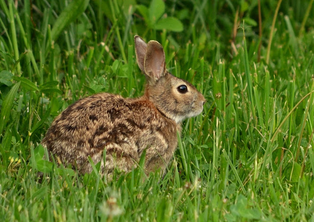 Woods Walks and Wildlife: May 2015