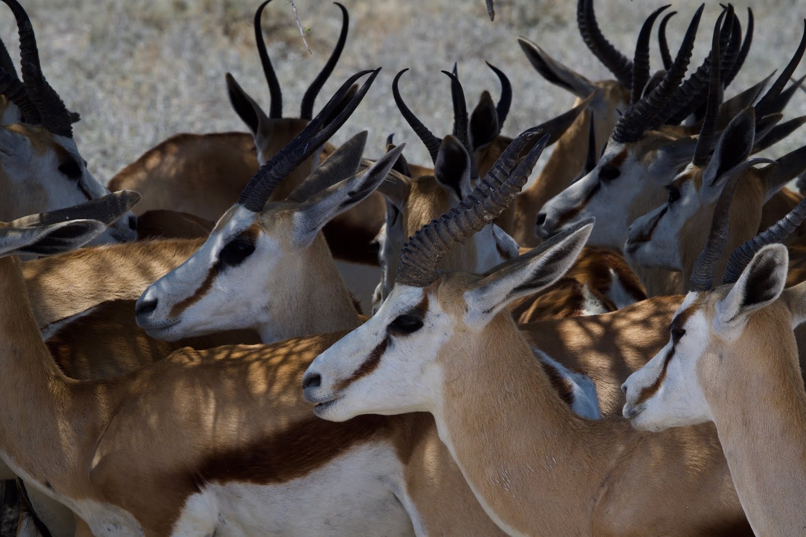 Naturfoto Einar Hugnes: Namibia 16: På veg til Okaukuejo Camp - møte ...