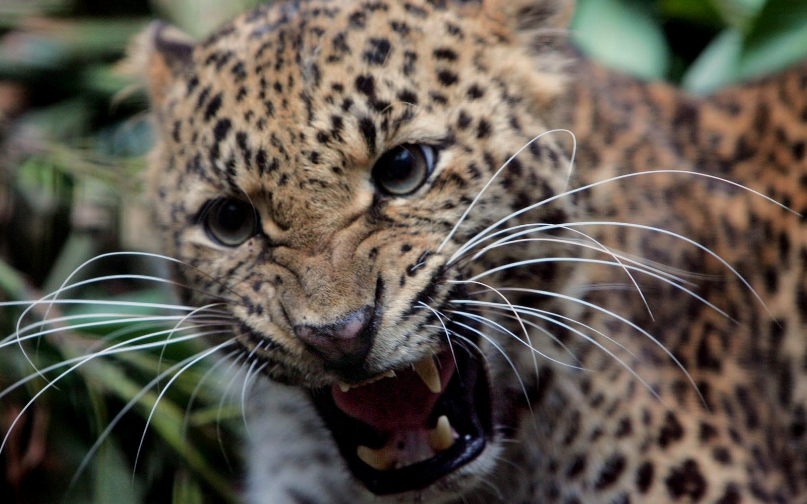 Foto Foto Singa  Macan Harimau Cheetah di Alam Liar