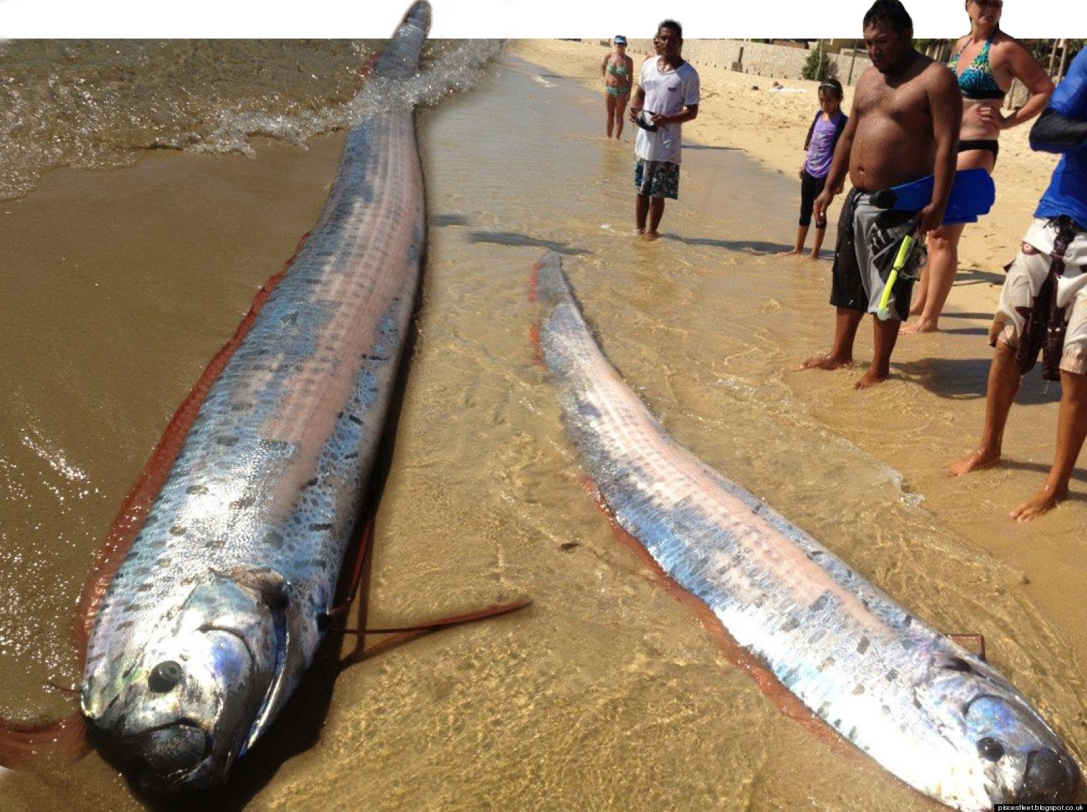 cais do sul serpente do mar peixe remo ou oarfish