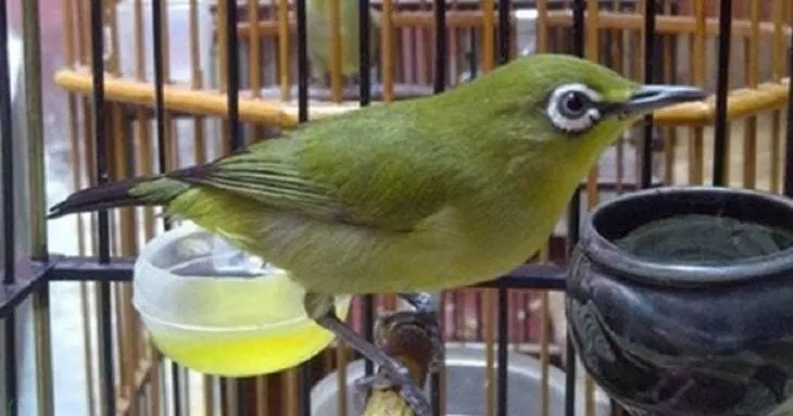 Mengatasi Pleci Suka Salto Lakukan 8 Cara Berikut Ini Sukses Perawatan