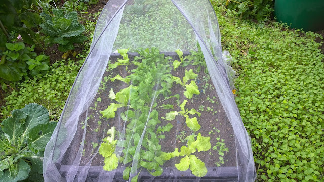 Salat und Rucola (c) by Joachim Wenk Salat und Rucola (c) by Joachim Wenk