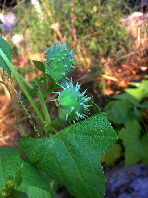 Exploding Cucumber (Cyclanthera explodens