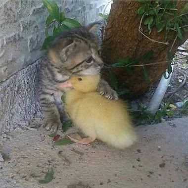 SOLO ELLOS SABEN AMAR SIN INTERÉS, SIN FUTURO Y SIN PASADO, Y AMAN COMO NADIE "HUMANO" SABE HACERLO