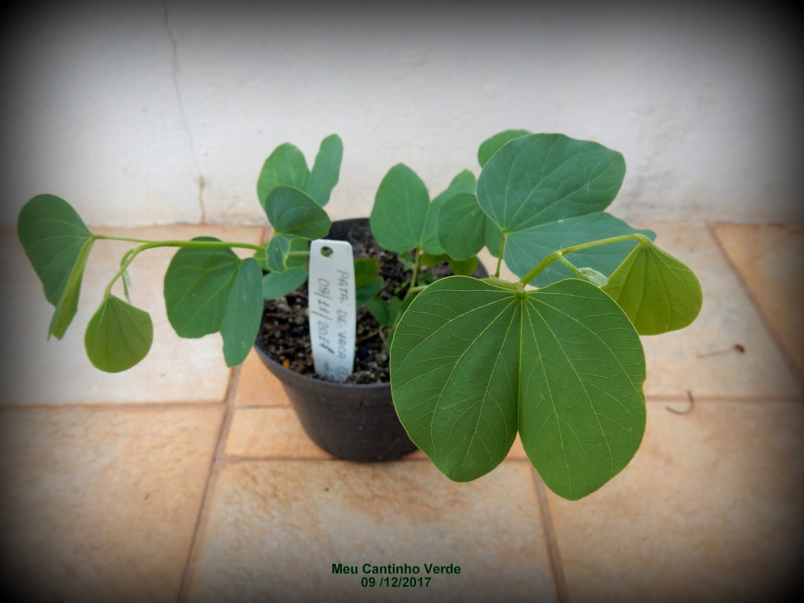 O Que é A Planta Pata De Vaca Plantă Blog