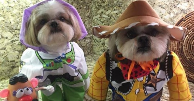 7 Coisas que os shih tzu não suportam que os humanos façam