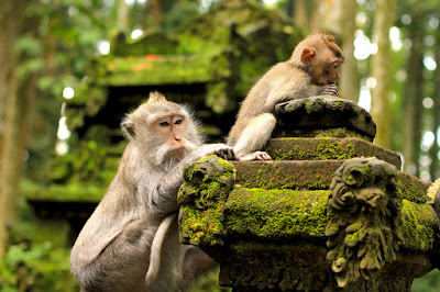 hutan monyet di tempat wisata bali Tempat wisata di bali yang wajib anda kunjungi, wisata indonesia terbaik di bali, wisata bali terunik, pemandangan bali wisata terindah, visit bali parawisata terindah, tempat wisata terbaik di bali, bali visit place terbaik hutan monyet di tempat wisata bali Tempat wisata di bali yang wajib anda kunjungi, wisata indonesia terbaik di bali, wisata bali terunik, pemandangan bali wisata terindah, visit bali parawisata terindah, tempat wisata terbaik di bali, bali visit place terbaik