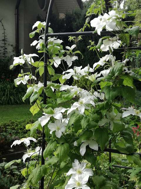 powojnik John Huxtable clematis John Huxtable