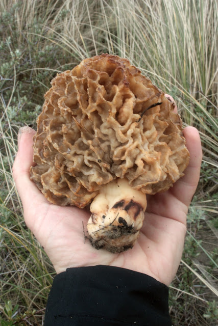 Morel