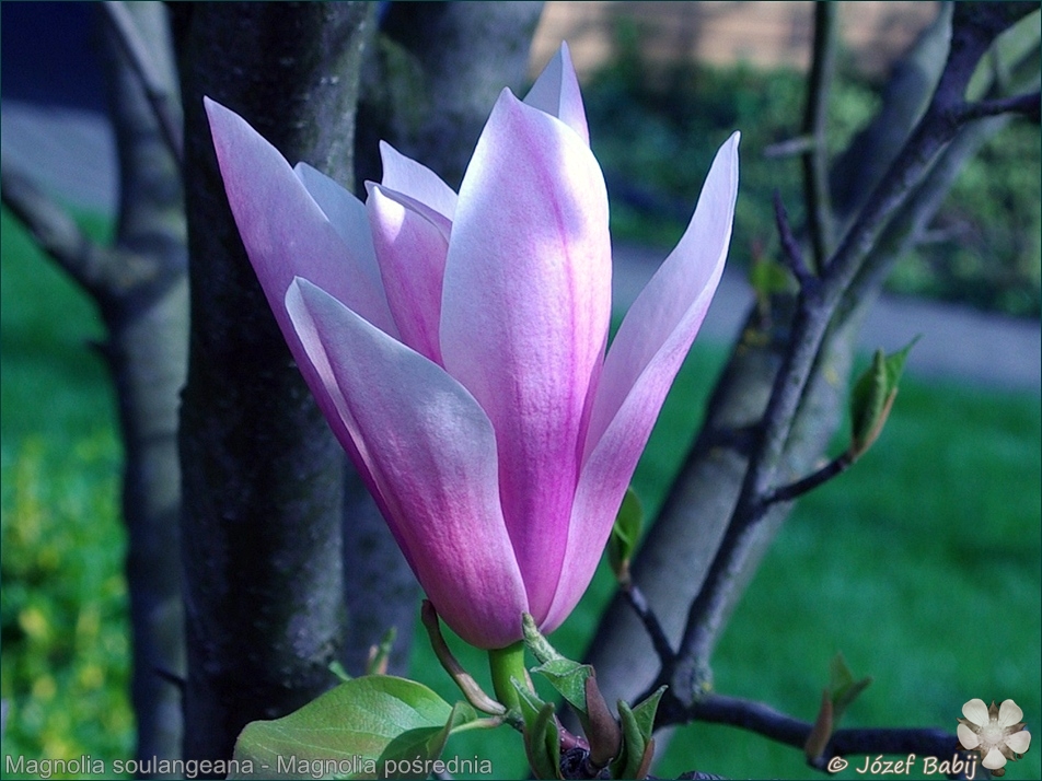 Magnolia soulangeana  - Magnolia pośrednia