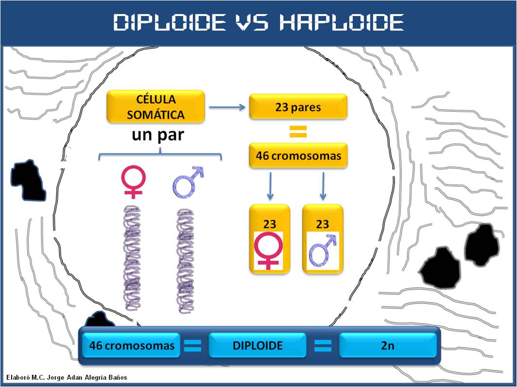 EMBRIOLOGIA Diploide & Haploide